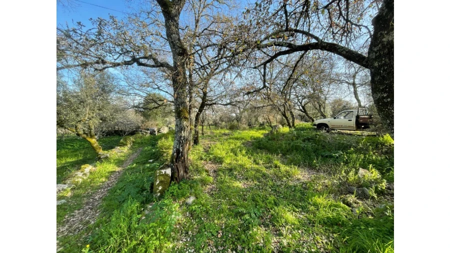 Terreno para Venda em Nossa Senhora do Pranto Foto 7