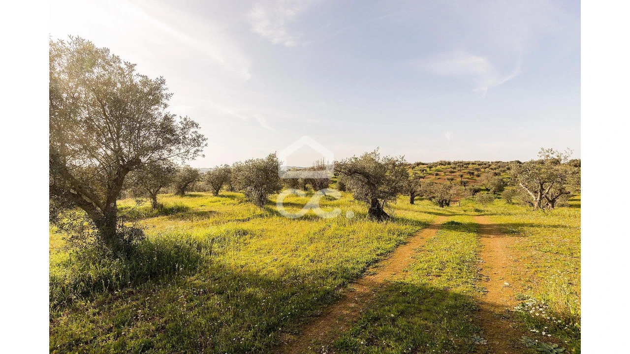 Terreno para Venda em Portel Foto 45