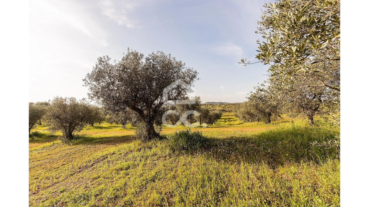 Terreno para Venda em Portel Foto 42