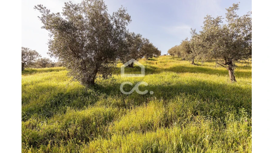 Terreno para Venda em Portel Foto 34