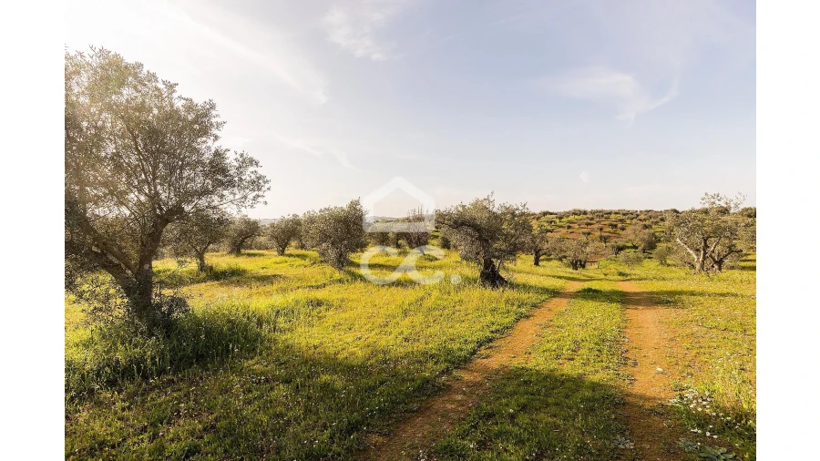 Terreno para Venda em Portel Foto 45
