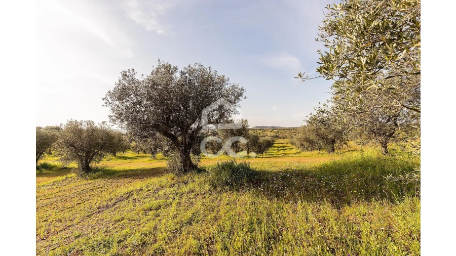 Terreno para Venda em Portel Foto 42
