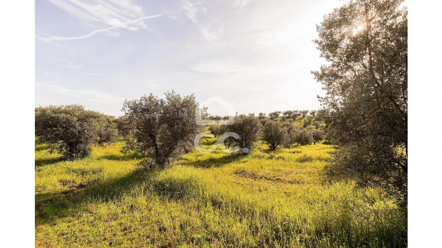 Terreno para Venda em Portel Foto 10