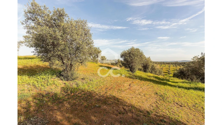 Terreno para Venda em Portel Foto 3