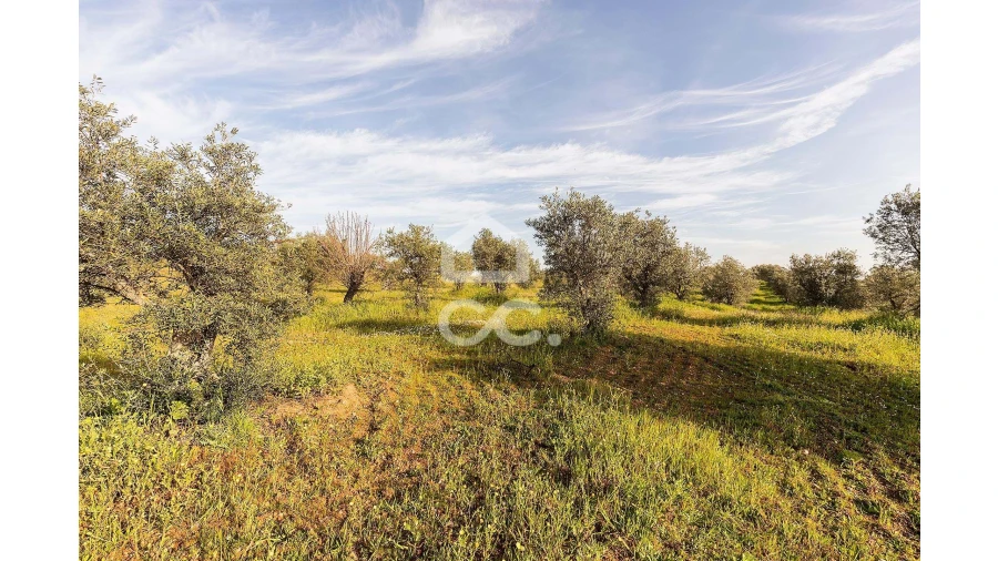 Terreno para Venda em Portel Foto 44