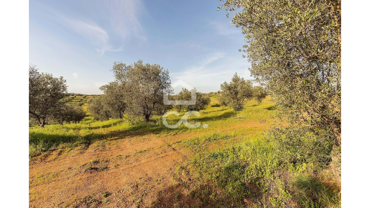 Terreno para Venda em Portel Foto 5