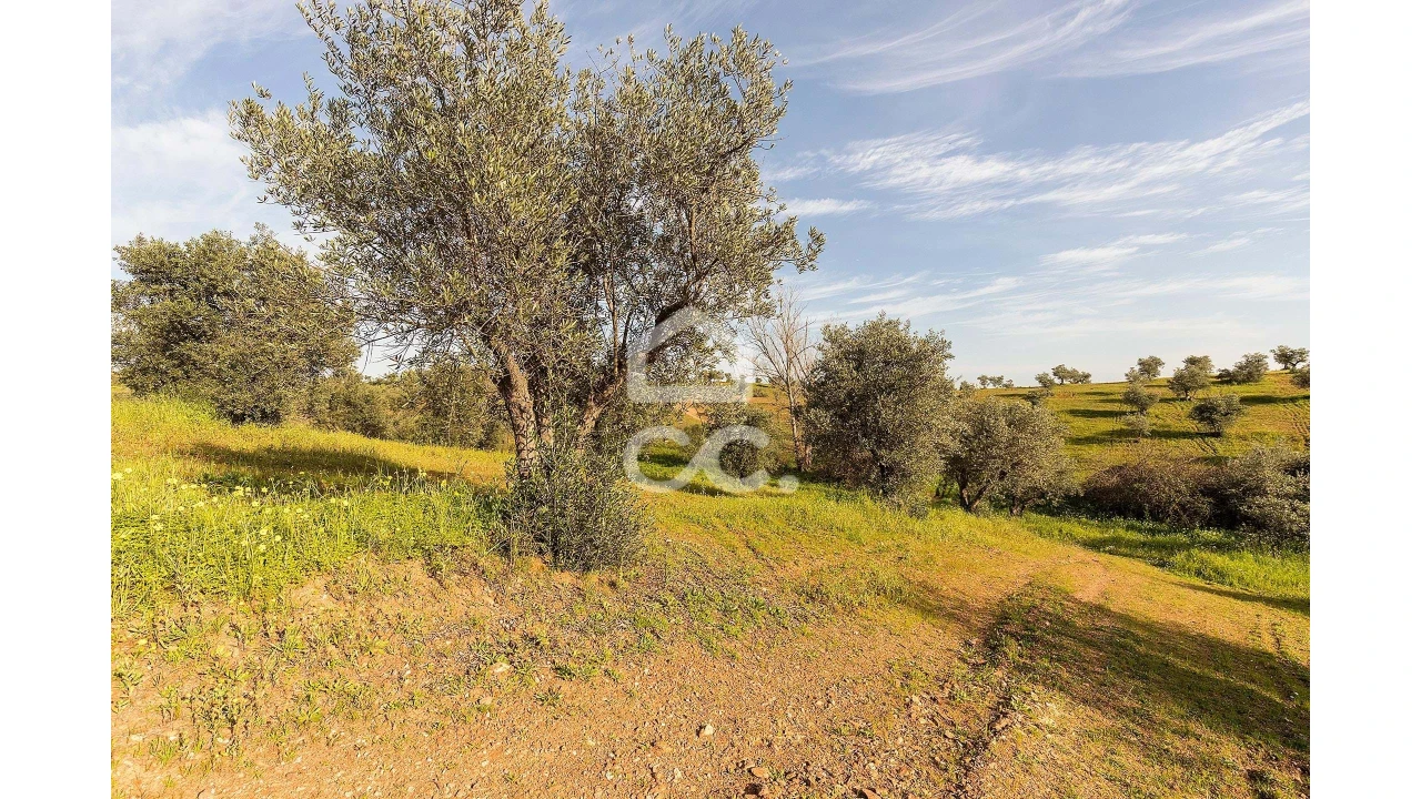 Terreno para Venda em Portel Foto 38