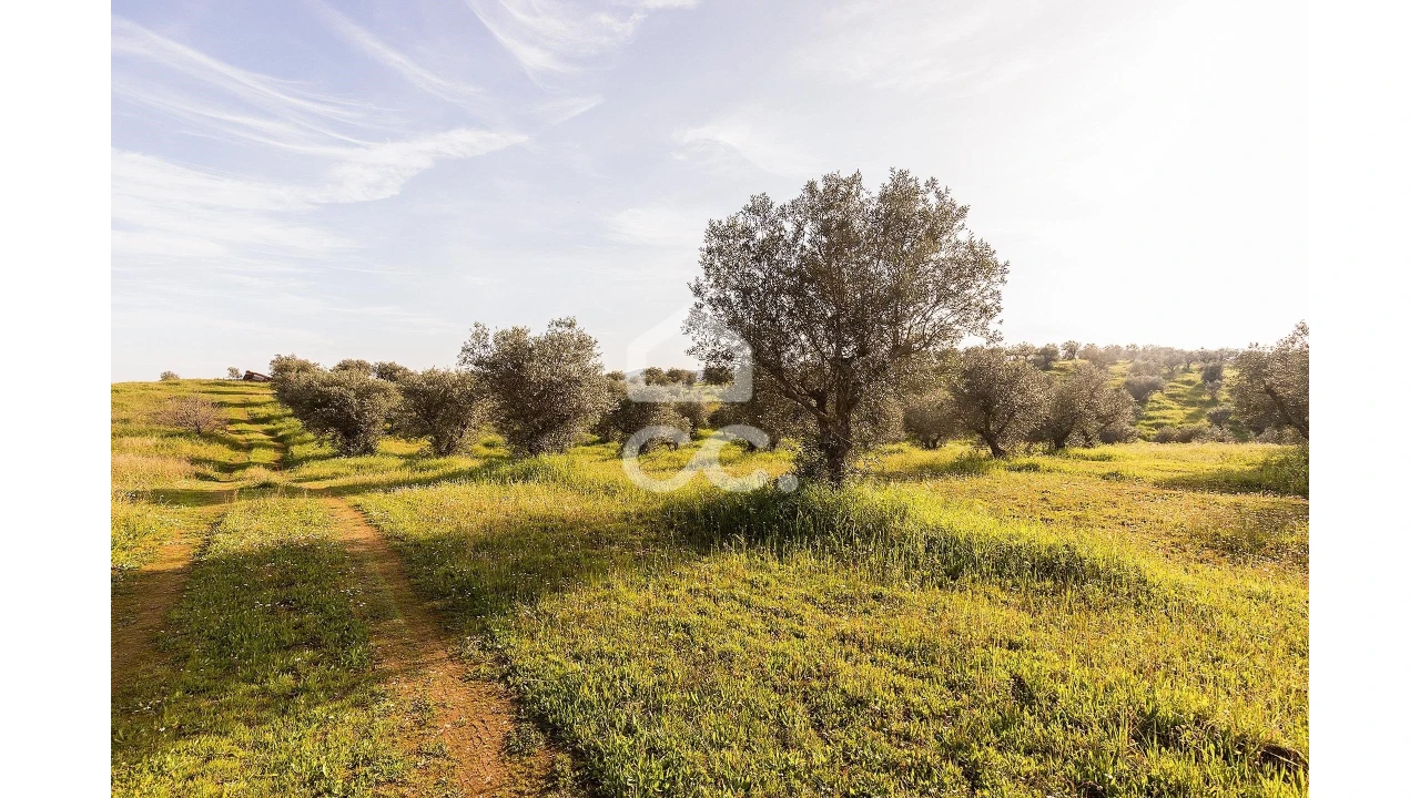 Terreno para Venda em Portel Foto 46