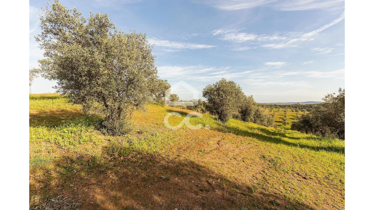 Terreno para Venda em Portel Foto 3