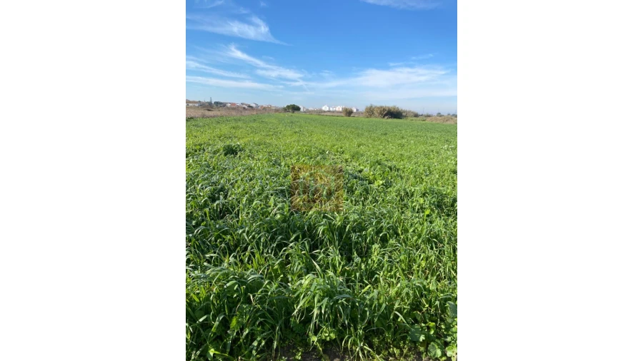 Terreno Agricola ou Rústico para Venda em Samouco Foto 11