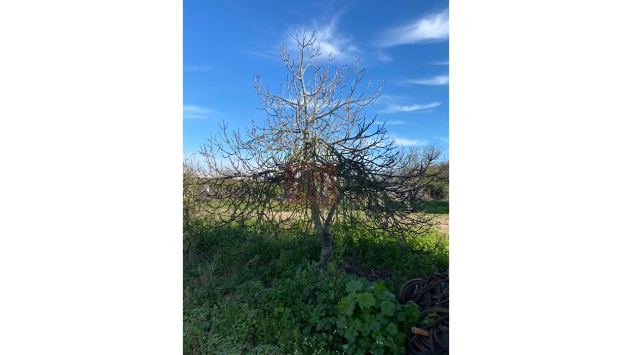Terreno Agricola ou Rústico para Venda em São Francisco Foto 11