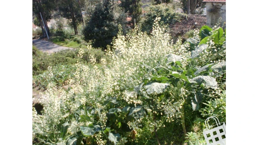 Moradia T2 para Venda em Sousela Foto 7