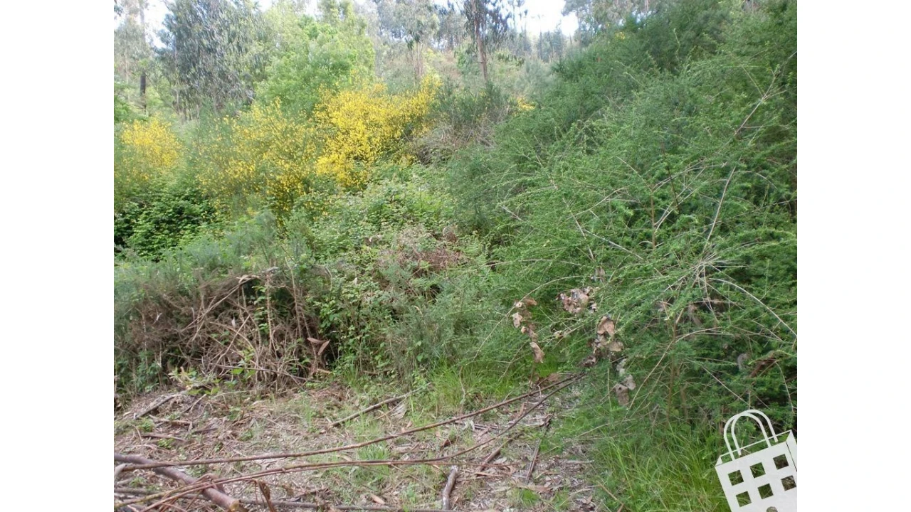 Terreno para Venda em Meinedo Foto 2