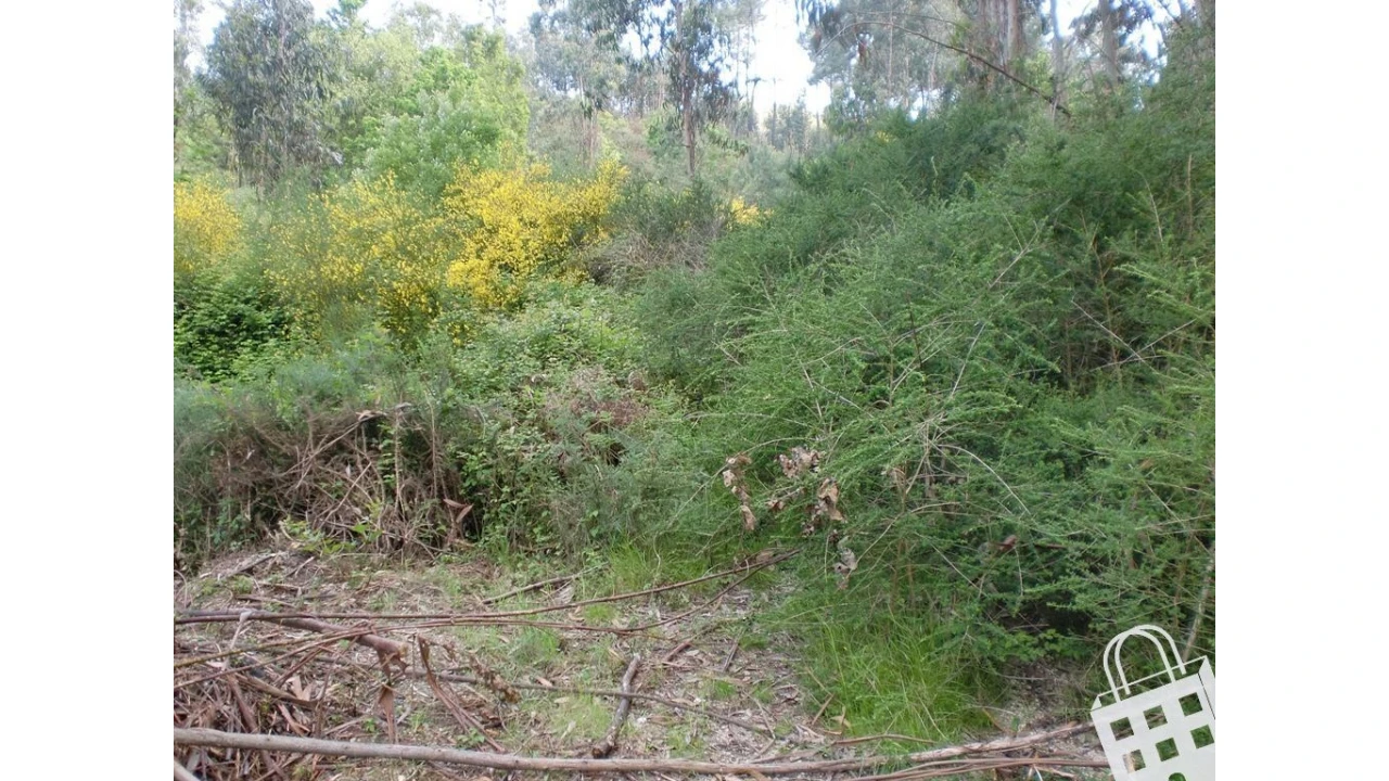 Terreno para Venda em Meinedo Foto 1