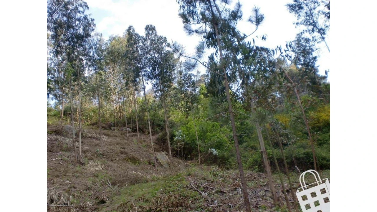 Terreno para Venda em Meinedo Foto 8