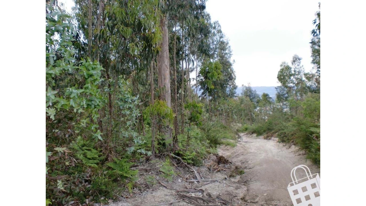 Terreno para Venda em Meinedo Foto 10