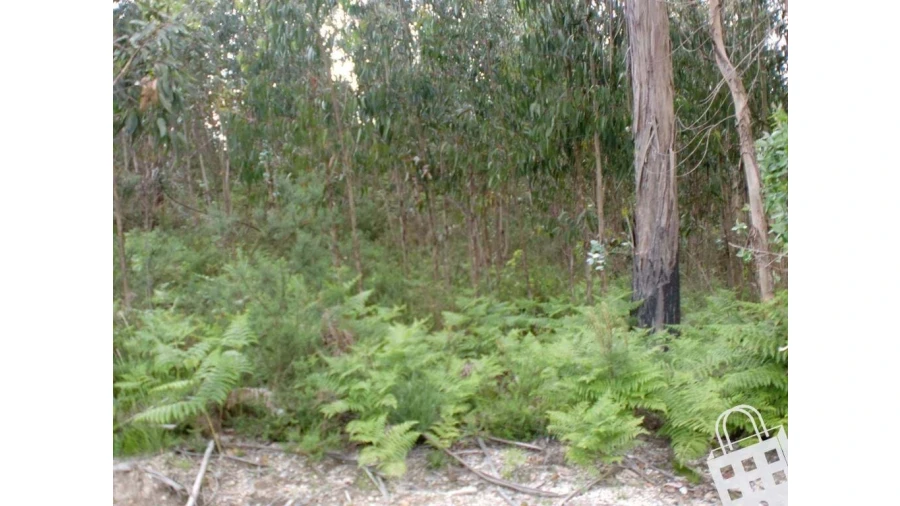 Terreno para Venda em Meinedo Foto 9