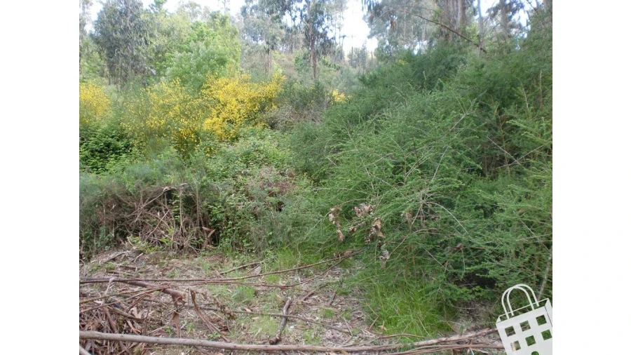 Terreno para Venda em Meinedo Foto 1