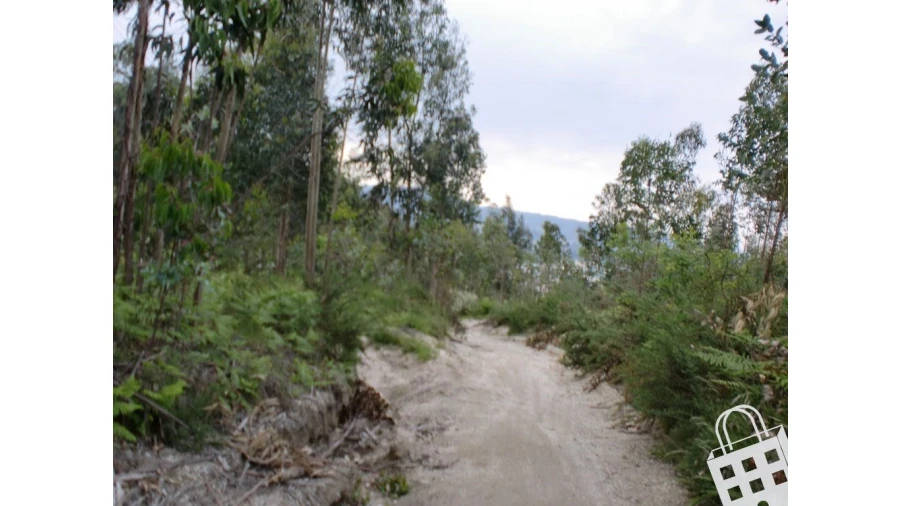 Terreno para Venda em Meinedo Foto 13