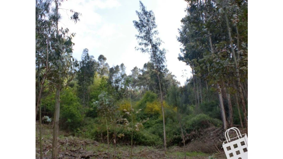 Terreno para Venda em Meinedo Foto 7