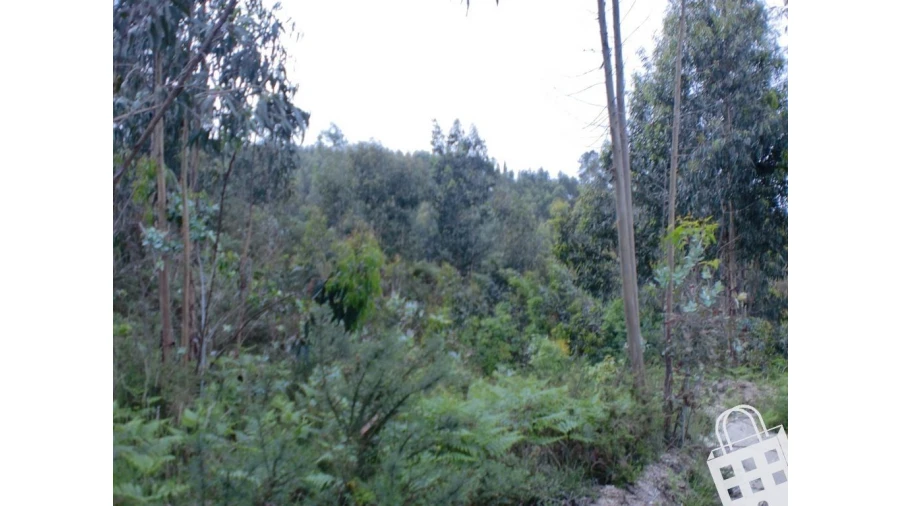 Terreno para Venda em Meinedo Foto 14