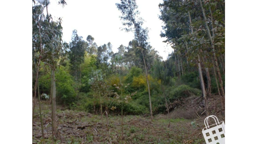 Terreno para Venda em Meinedo Foto 6