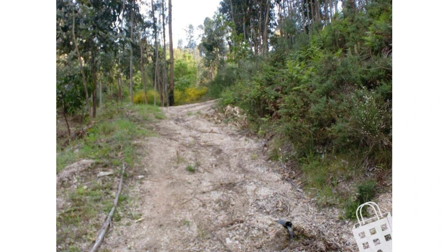 Terreno para Venda em Meinedo Foto 5