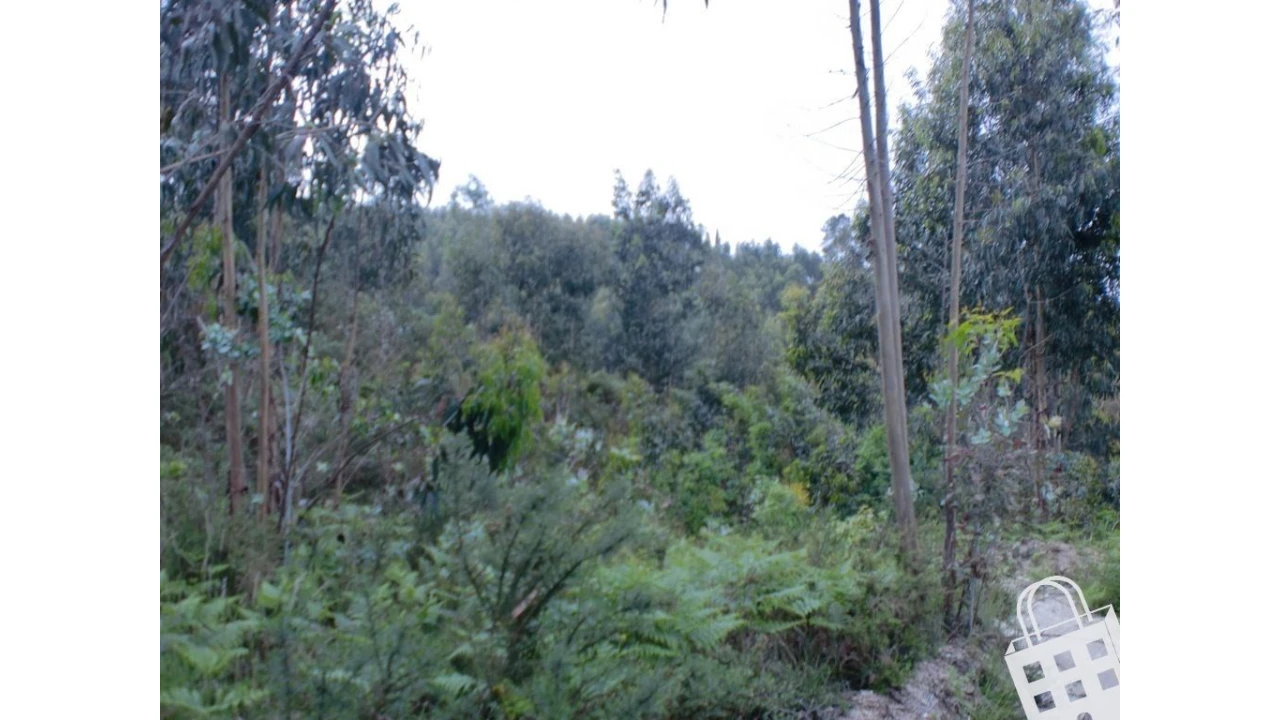 Terreno para Venda em Meinedo Foto 14