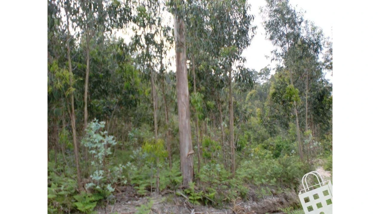 Terreno para Venda em Meinedo Foto 12