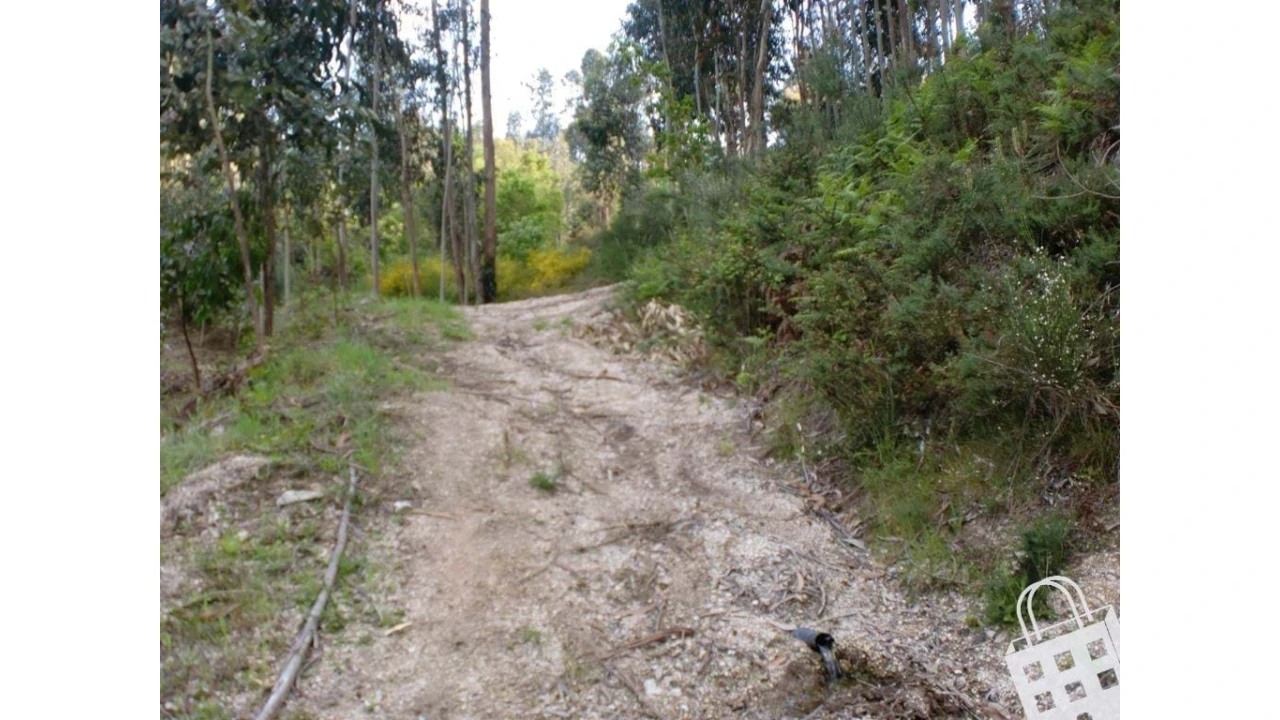Terreno para Venda em Meinedo Foto 5