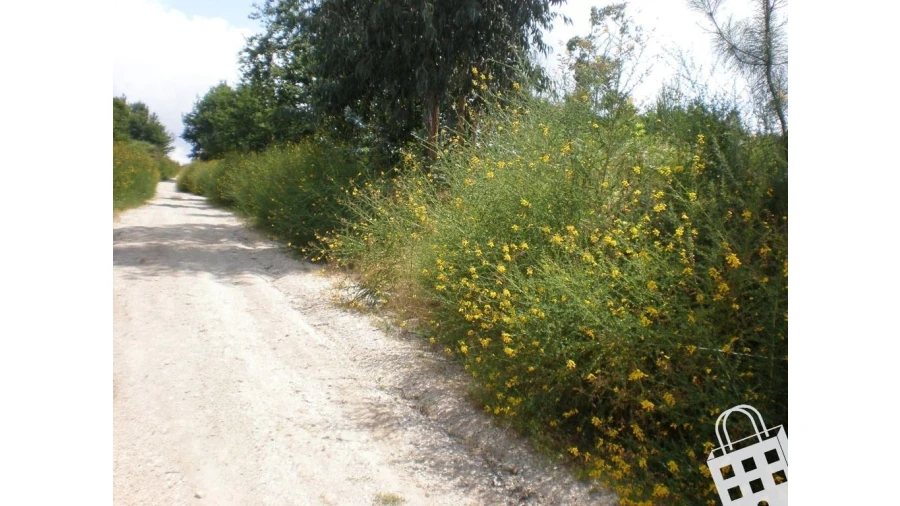 Terreno para Venda em Infias Foto 3