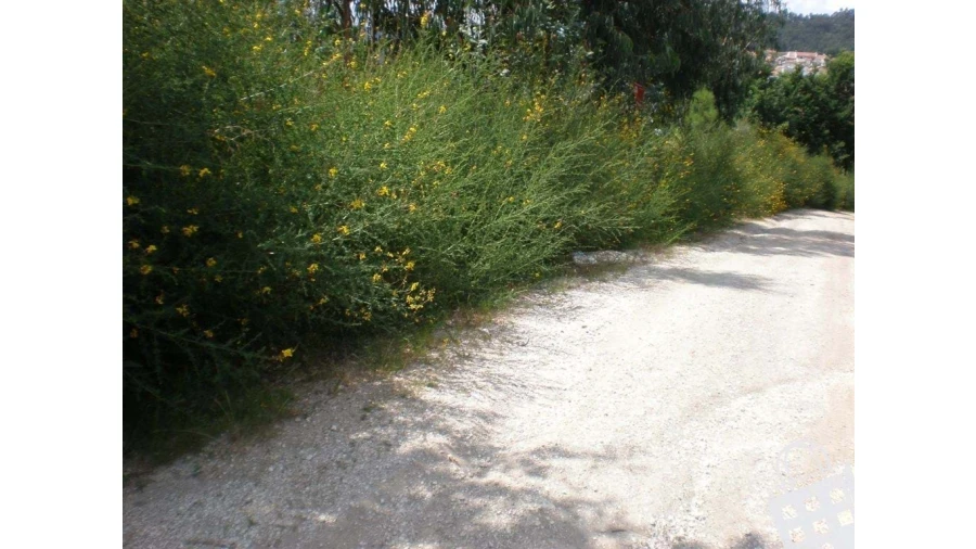 Terreno para Venda em Infias Foto 4