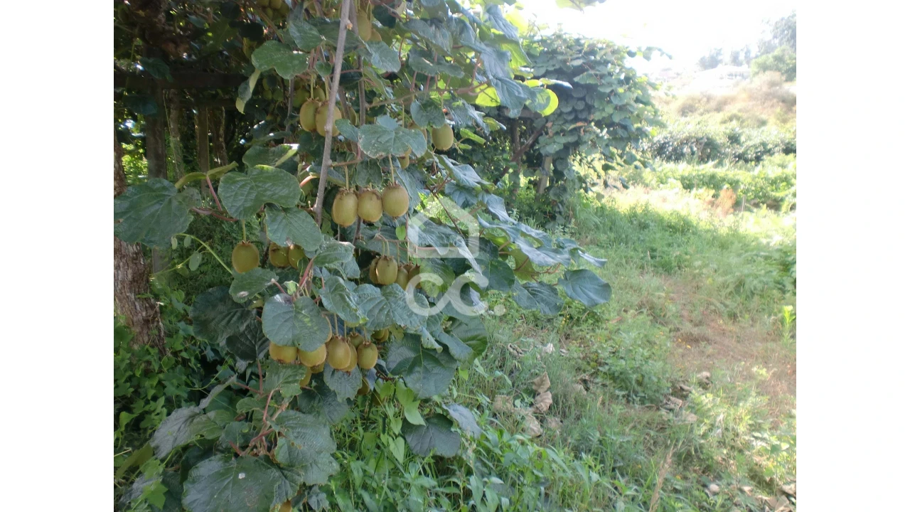Terreno para Venda em Aveleda Foto 4