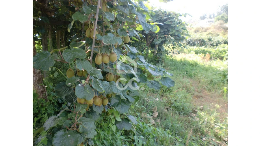 Terreno para Venda em Aveleda Foto 4