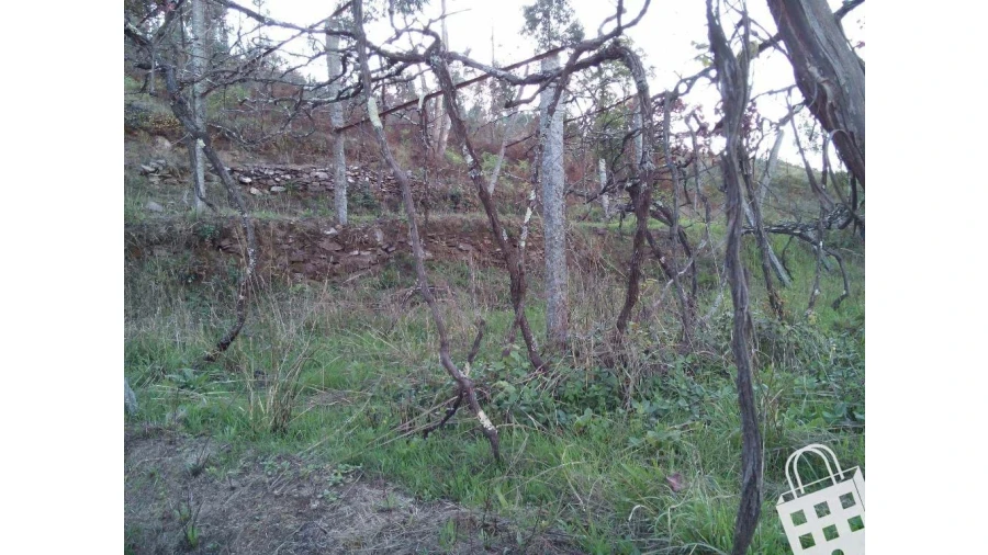 Moradia para Venda em Cernadelo e Lousada (São Miguel e Santa Margarida) Foto 10