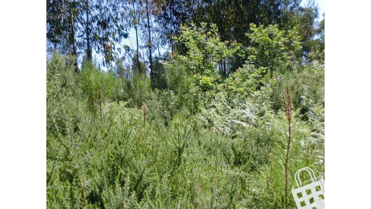 Terreno para Venda em Meinedo Foto 1