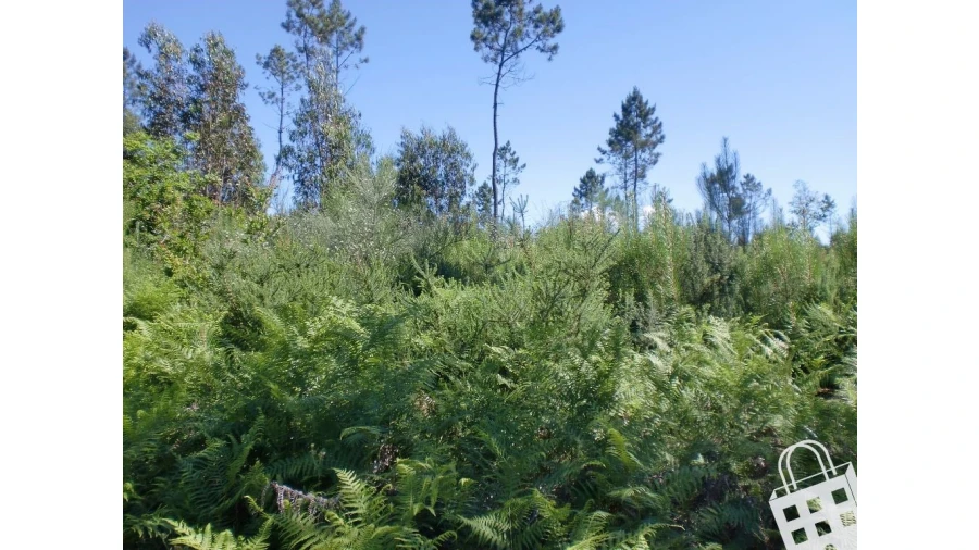 Terreno para Venda em Meinedo Foto 3
