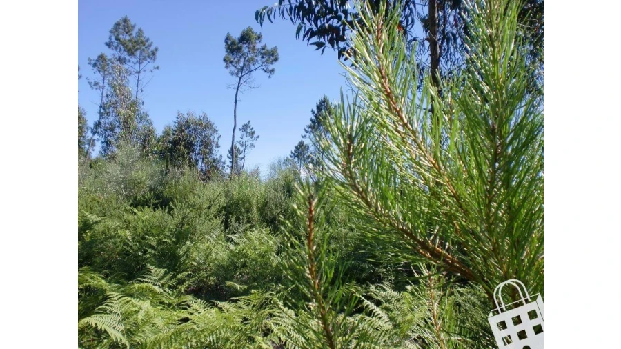 Terreno para Venda em Meinedo Foto 2
