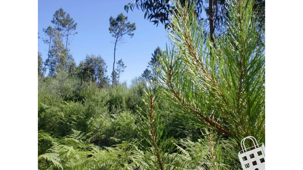 Terreno para Venda em Meinedo Foto 2
