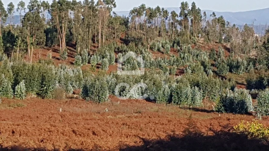 Terreno para Venda em Ferreira Foto 4