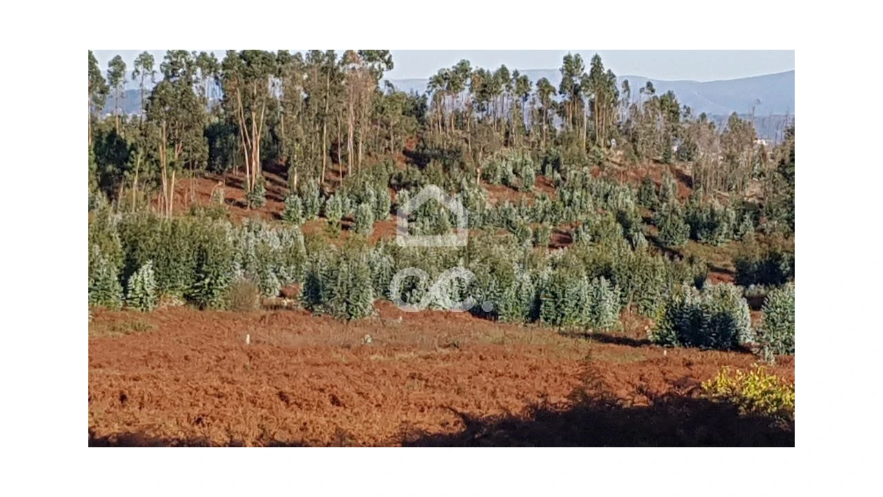 Terreno para Venda em Ferreira Foto 4