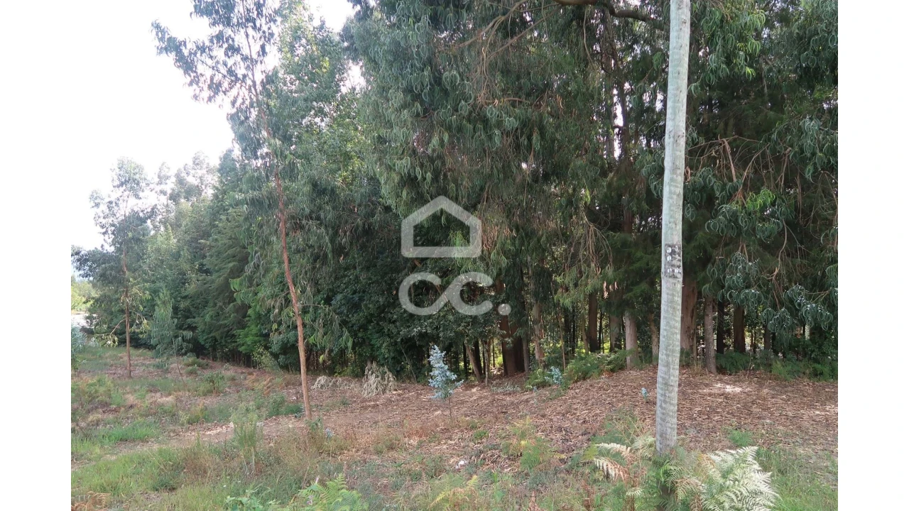 Terreno para Venda em Idães Foto 4