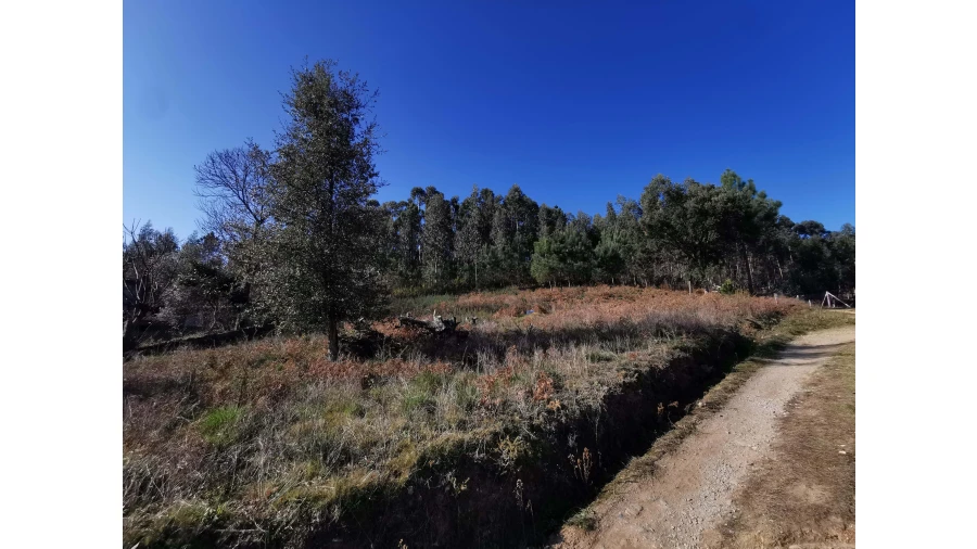 Terreno para Venda em Idães Foto 18