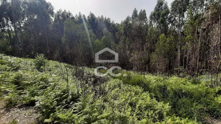 Terreno para Venda em Recezinhos (São Martinho) Foto 7