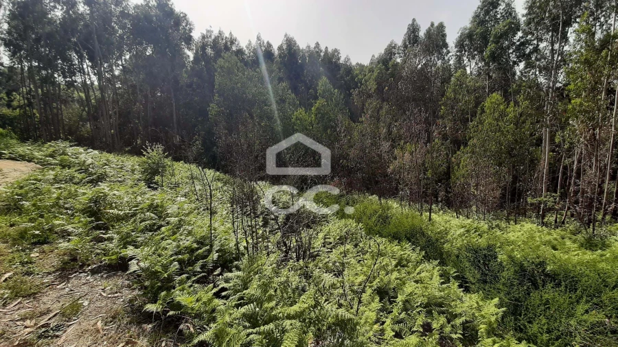 Terreno para Venda em Recezinhos (São Martinho) Foto 9