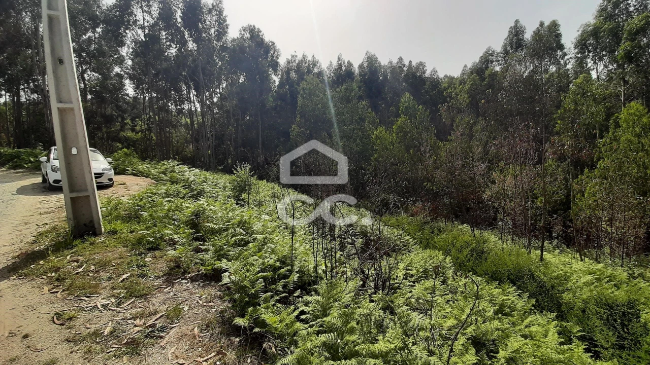 Terreno para Venda em Recezinhos (São Martinho) Foto 8