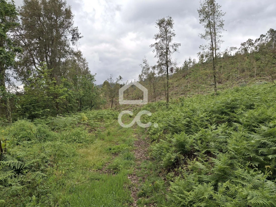Terreno para Venda em Cernadelo e Lousada (São Miguel e Santa Margarida) Foto 29