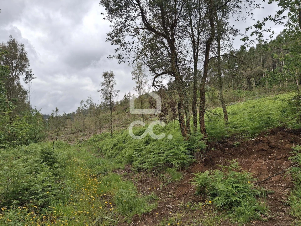 Terreno para Venda em Cernadelo e Lousada (São Miguel e Santa Margarida) Foto 28