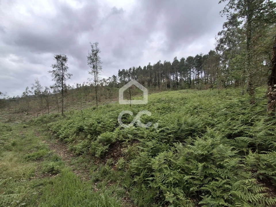 Terreno para Venda em Cernadelo e Lousada (São Miguel e Santa Margarida) Foto 31