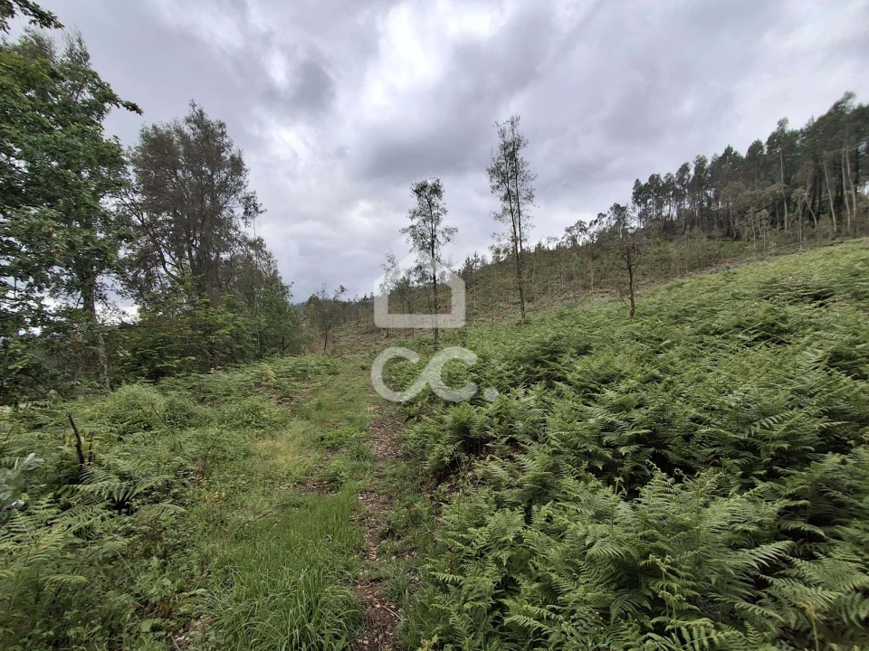 Terreno para Venda em Cernadelo e Lousada (São Miguel e Santa Margarida) Foto 30